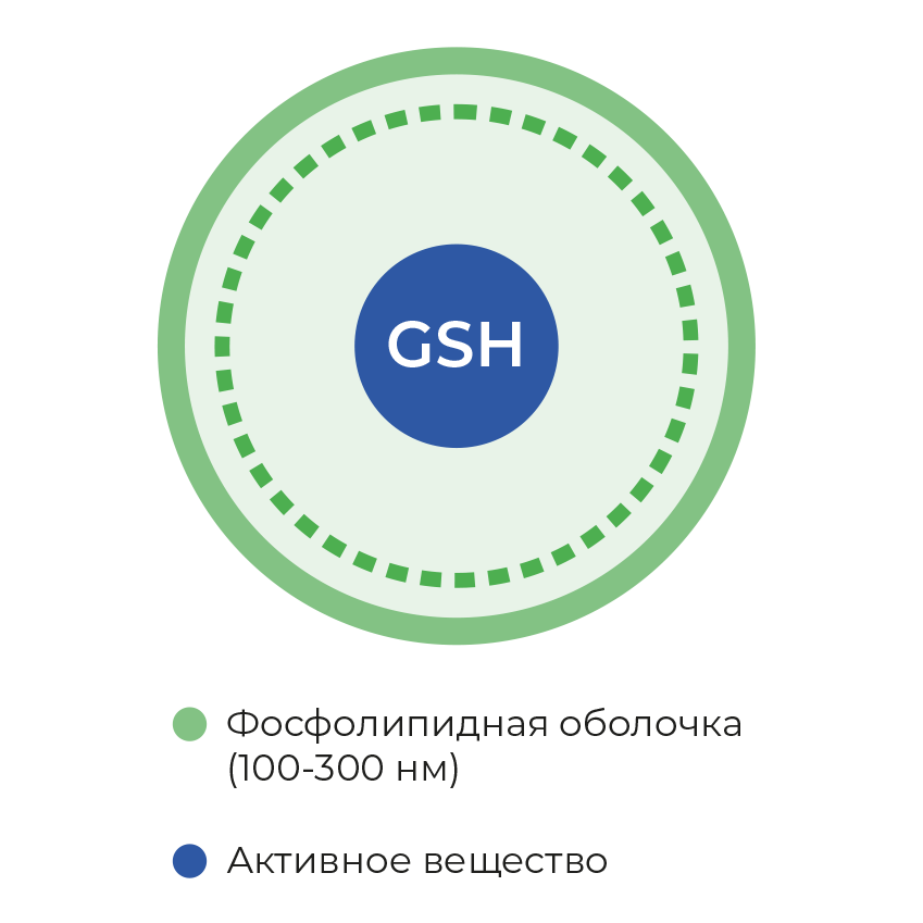 схема липосомы